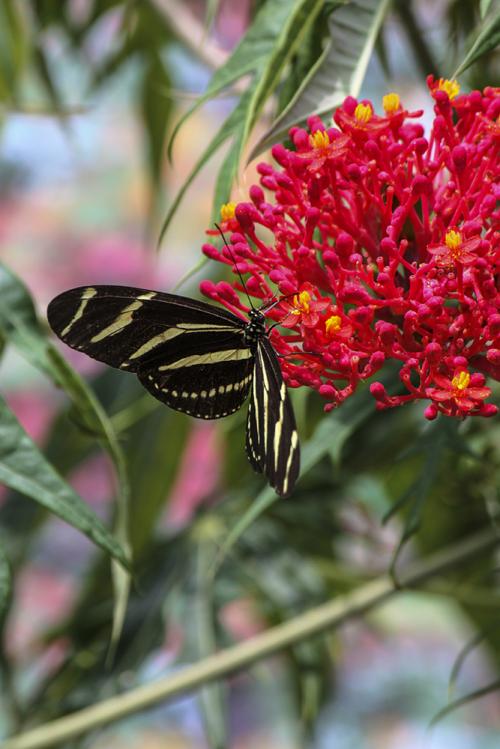 Zebra Longwing Butterfly